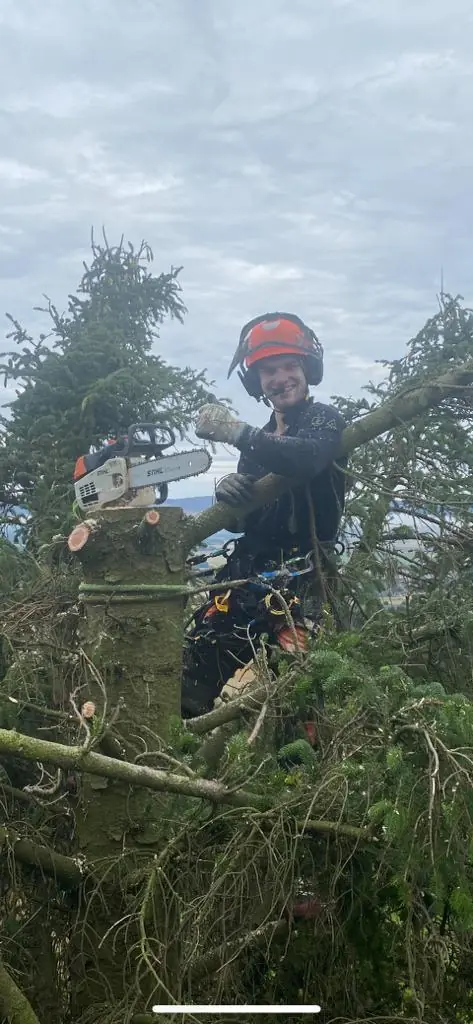 Dunfermline Tree Surgeons arborist cutting conifer branches with a chainsaw